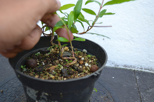 Growing Bonsai From Seed